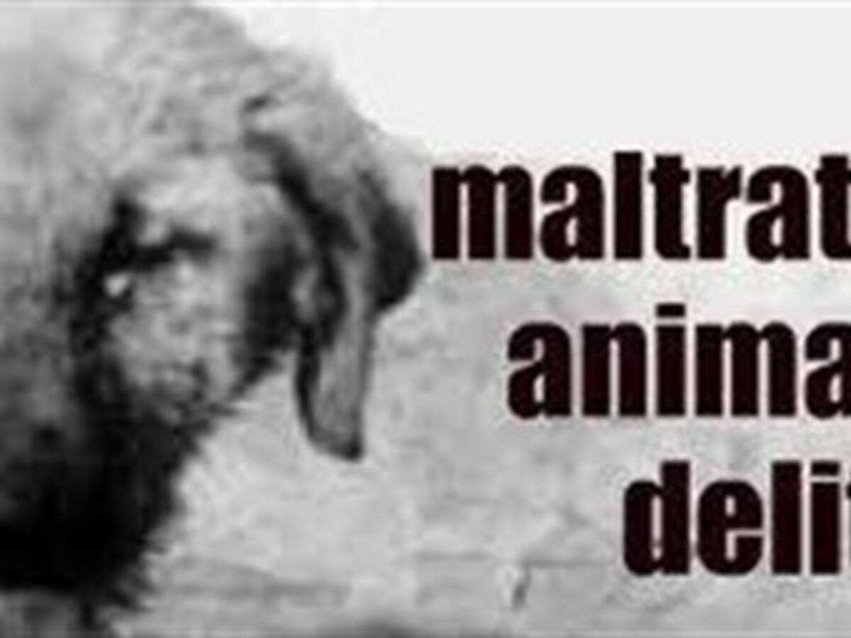 Indignación en las redes sociales por maltrato animal