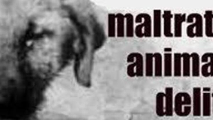 Indignación en las redes sociales por maltrato animal