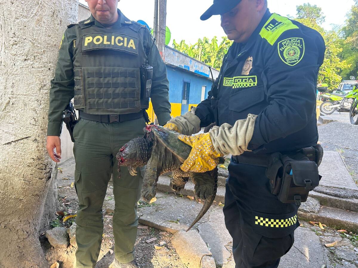 En libertad quedó el menor de edad responsable del maltrato a una tortuga en Quindío