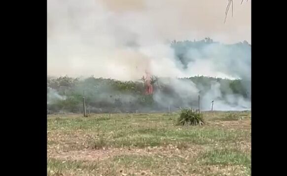 Incendio forestal en Bajo Rionegro quema cultivos de palma africana.