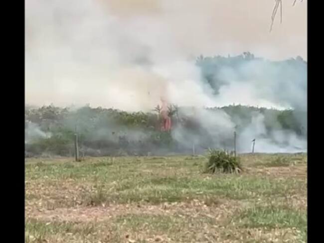 Incendio forestal en Bajo Rionegro quema cultivos de palma africana.