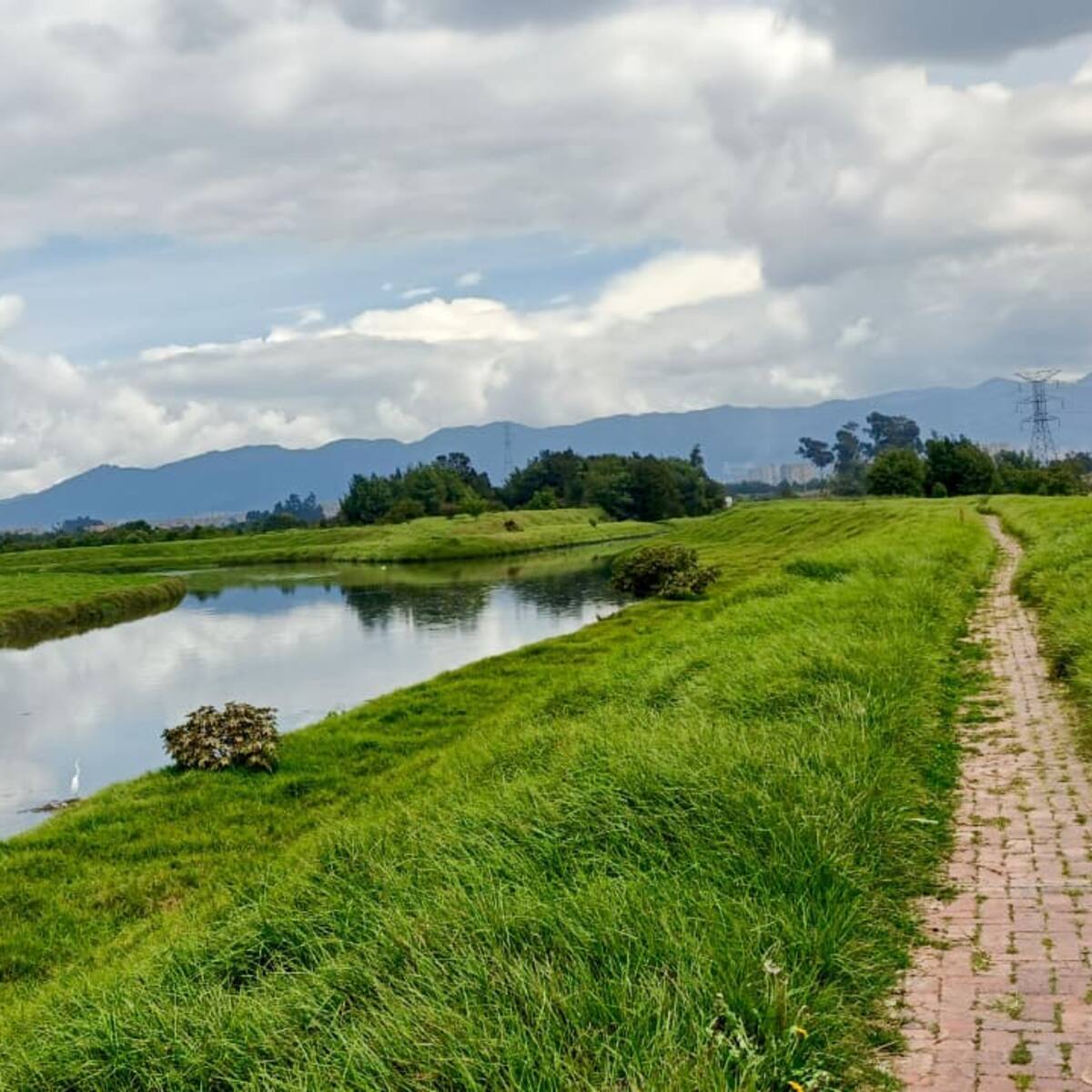 Avanza la recuperación del río Bogotá: nuevos corredores verdes y más de 150.000 árboles nativos