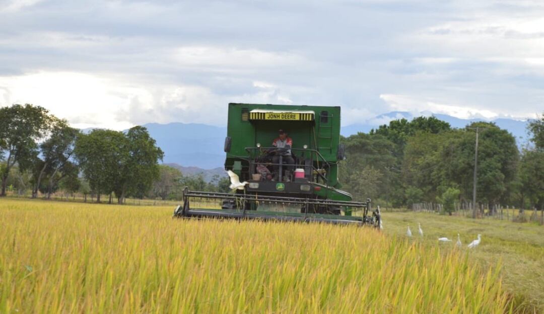 Cultivo de arroz en Huila