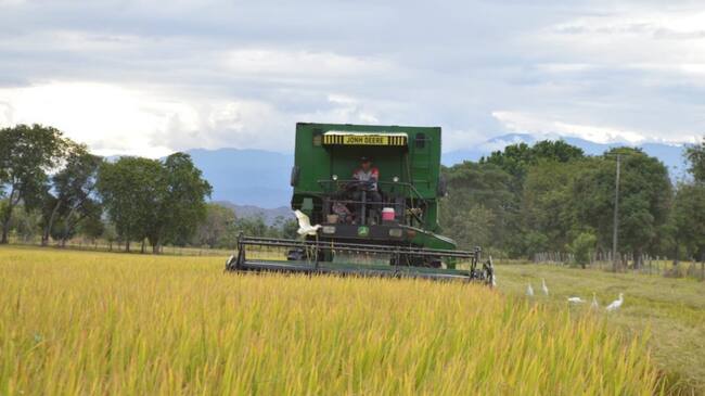 Cultivo de arroz en Huila
