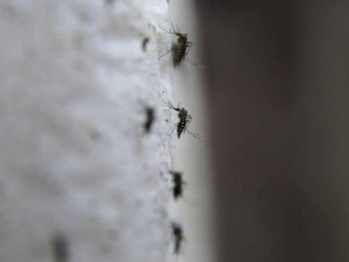 Analizan seis posibles casos de zika en Boyacá