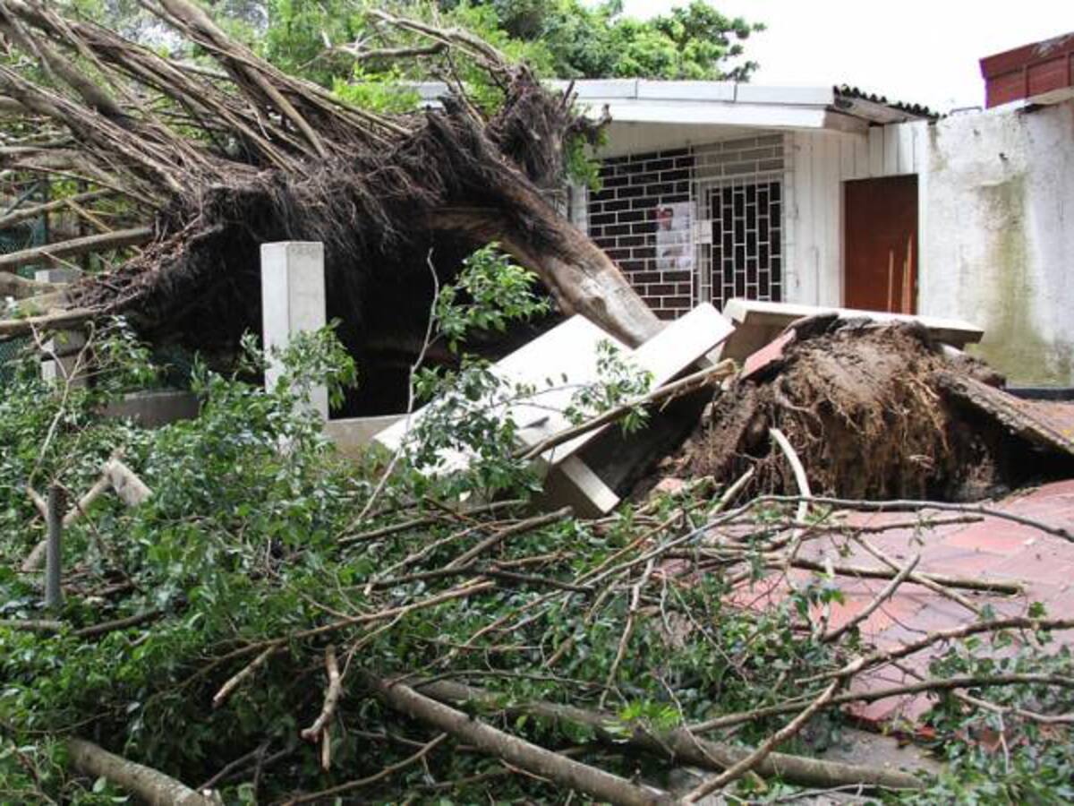 En promedio se caen cuatro árboles diarios en Bogotá durante el invierno