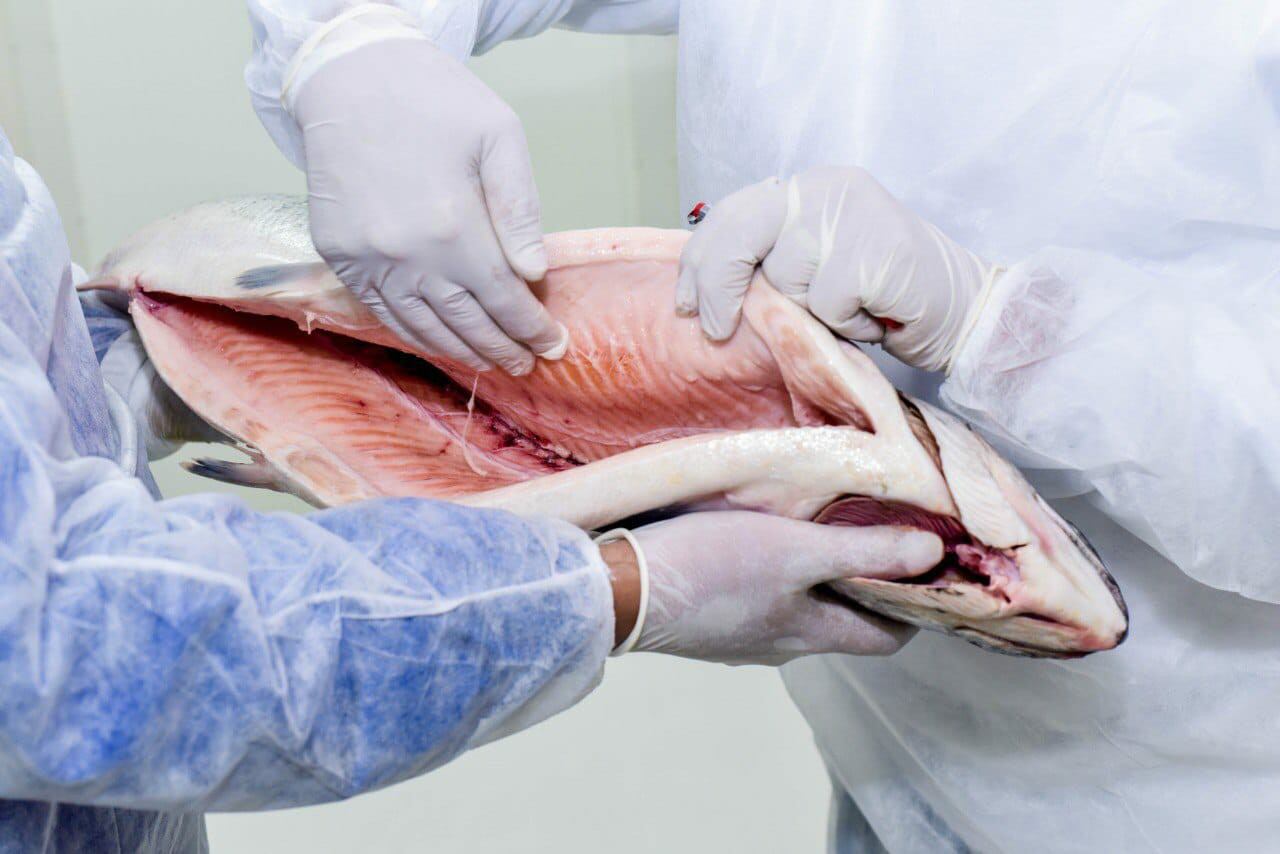 Feria del pescado en el Potrerillo. Foto: Caracol Radio