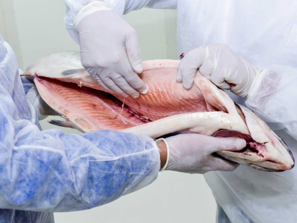 Si habrá feria del pescado