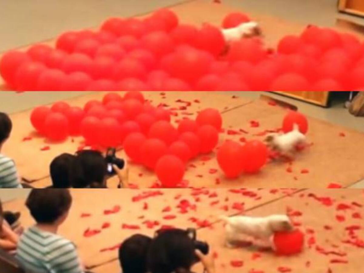 Perro revienta 100 globos y entra en los Récord Guinness