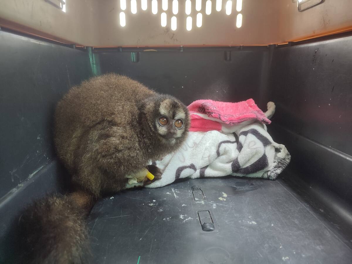 Primate rescatado en barrio Granada en Cali se recupera en hogar de paso