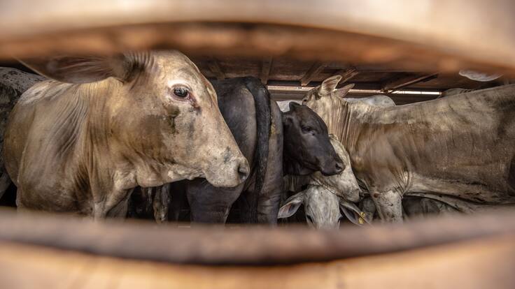Operativo contra buque con ‘narcovacas’: ¿cómo se llevó a cabo la intervención?