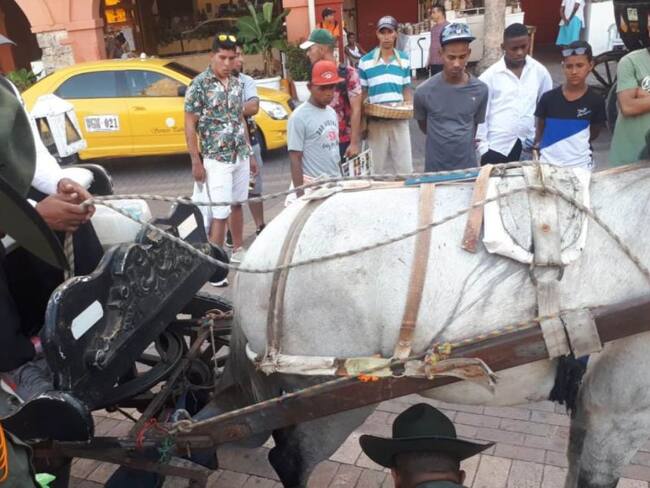 Policía brinda atención a 15 caballos cocheros en Cartagena