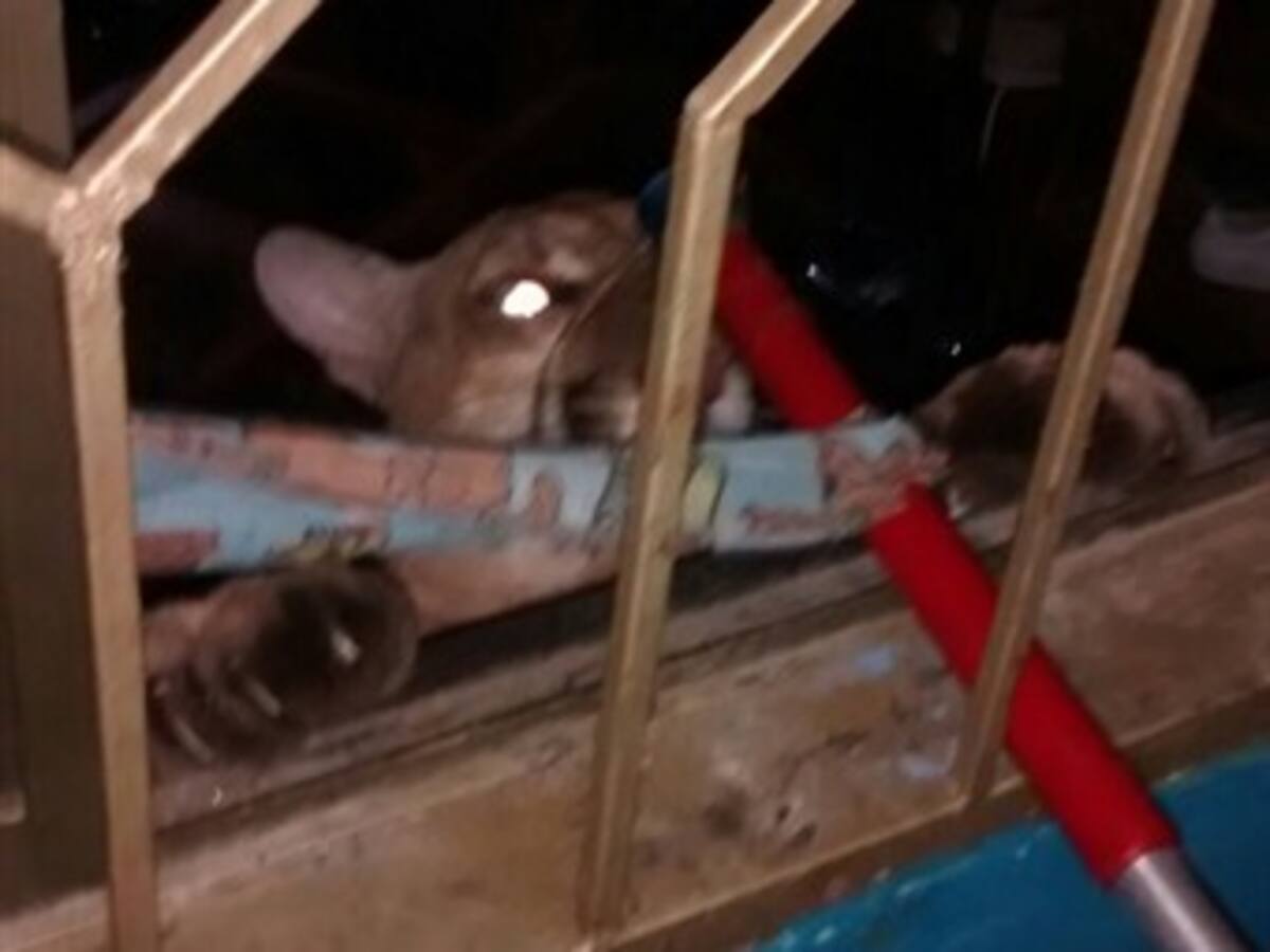 Hallan un puma en el patio de una residencia en Sincelejo
