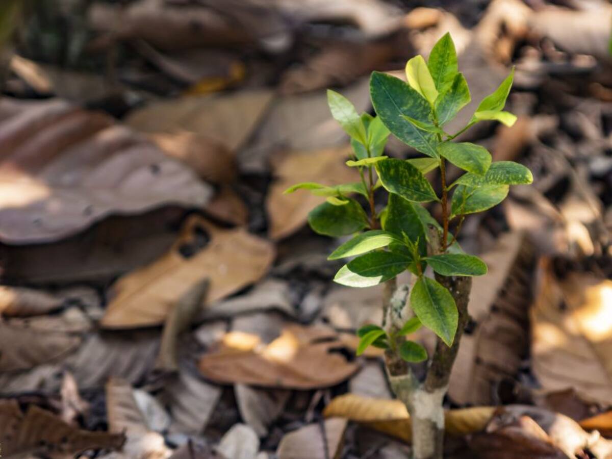 EE.UU. estima que el cultivo de coca en Colombia permaneció estable en 2019