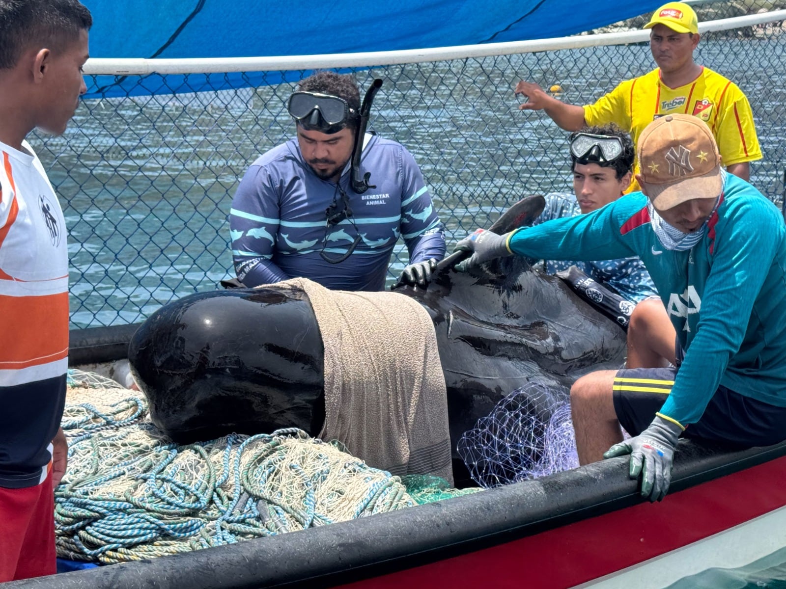 Fallece ballena piloto rescatada en Tasajera, Magdalena/ Corpamag.