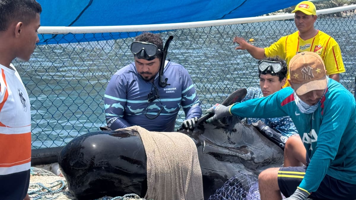 Fallece ballena piloto rescatada en Tasajera, Magdalena