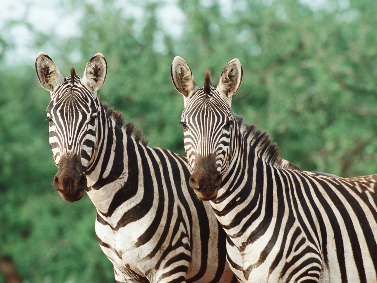¿Para qué sirven las rayas de las cebras? Los científicos dan la respuesta