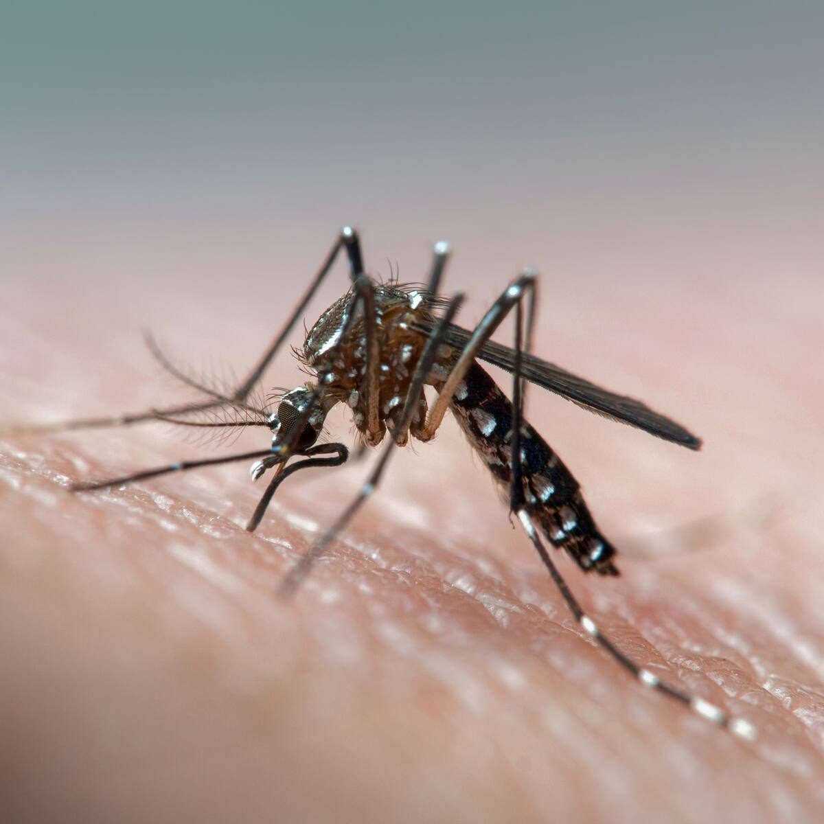 Bucaramanga sale de la zona de alerta por aumento de dengue