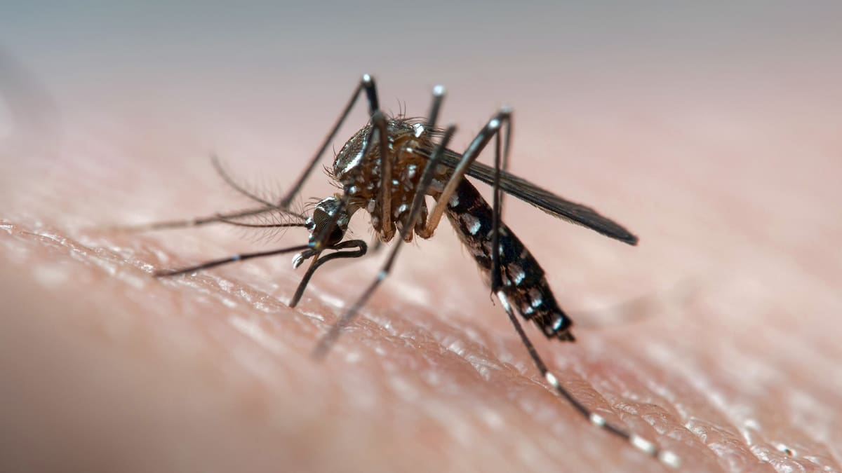 Dengue “hemorrágico”: esta es la evolución más mortal de la enfermedad