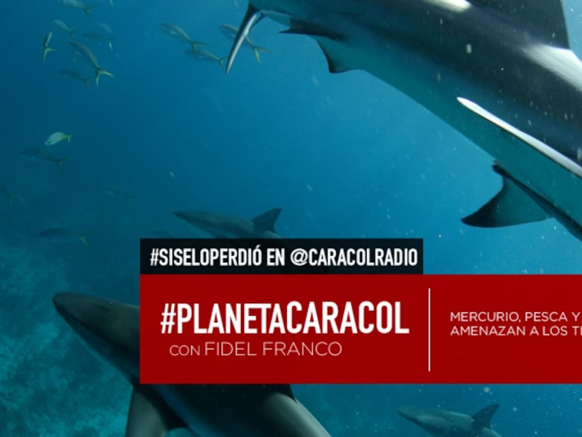 Mercurio, pesca y "aleteo" amenazan a los tiburones