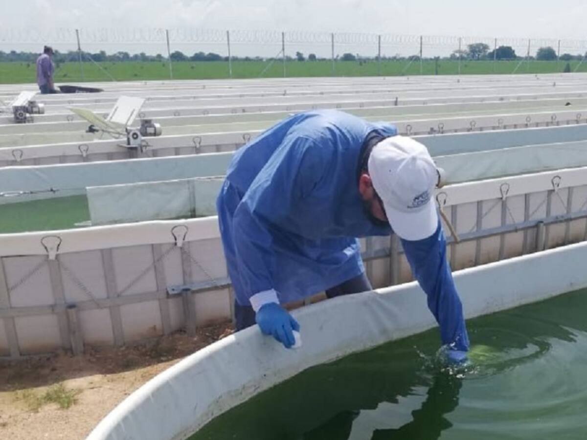 Premio para proyecto de descontaminación de aguas con microalgas