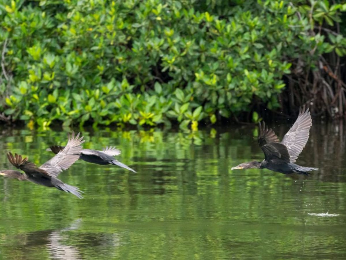 Proyecto ambiental de $3.998 millones se ejecutará en el Isla Salamanca