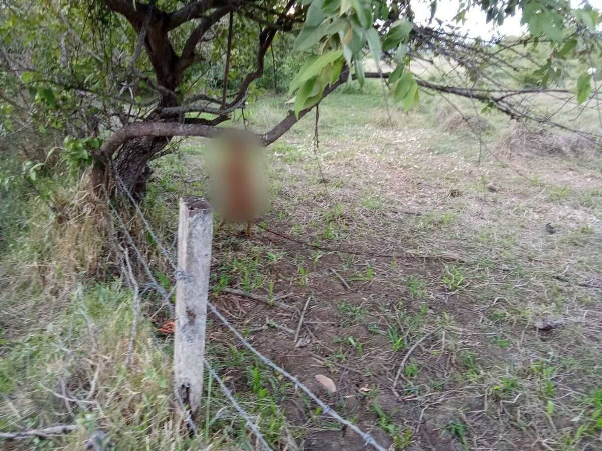 Autoridades tienen pistas del responsable de ahorcar a una perrita en un ritual en el Tolima