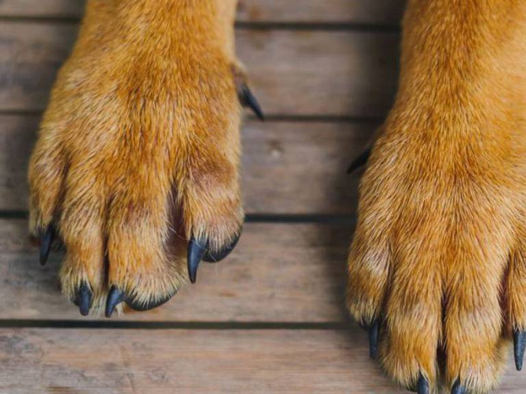 Perro. Imagen de referencia / Getty Images