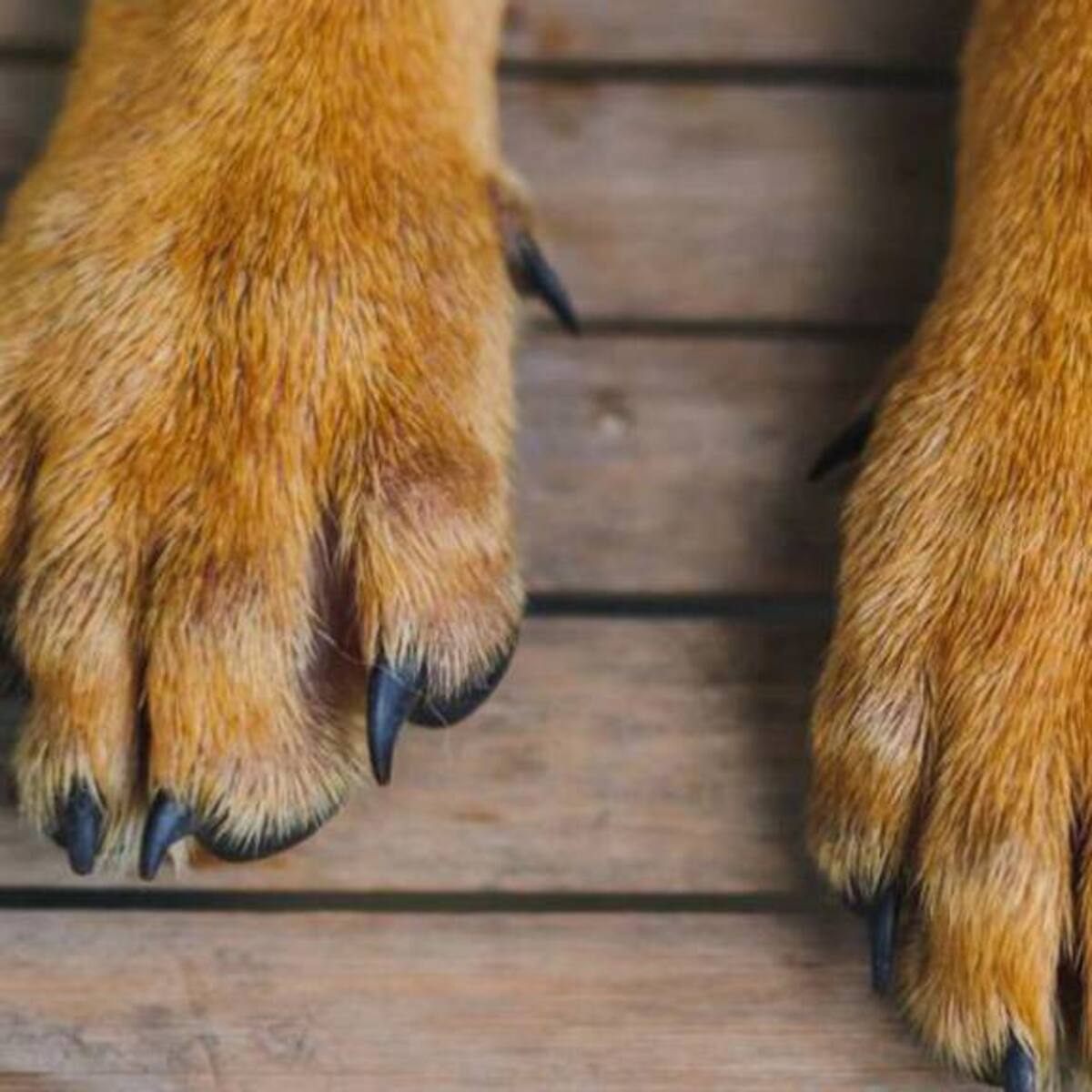 Identificaron a hombre que amarró a un perrito de un montacarga y se ahorcó en Antioquia