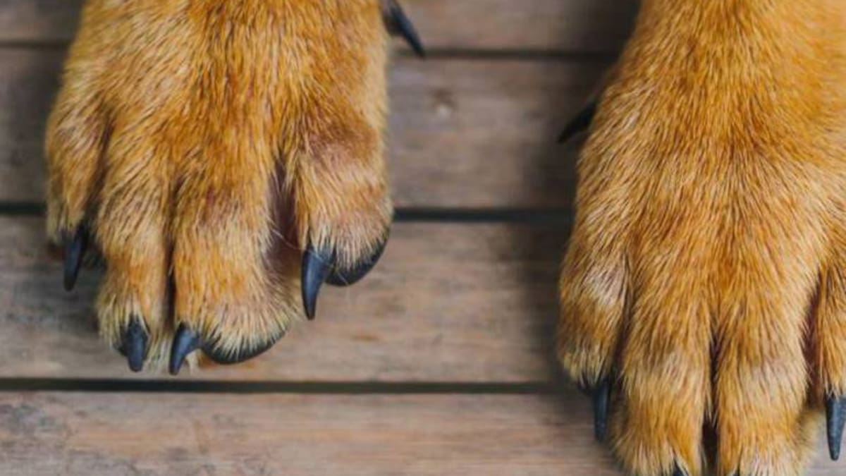 Tres niños resultaron heridos después de ser atacados por un perro Pitbull