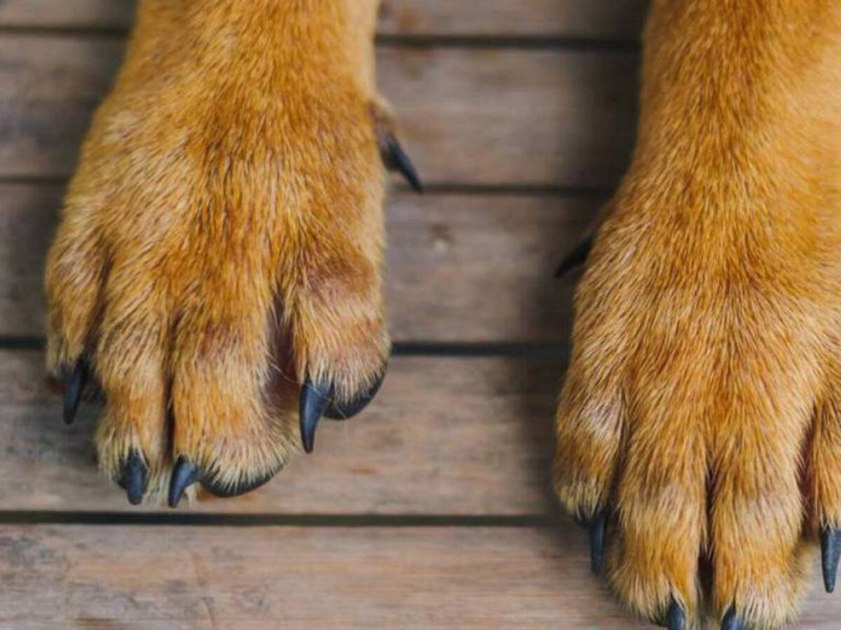 Tres niños resultaron heridos después de ser atacados por un perro Pitbull