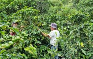 Producción de café en Guateque