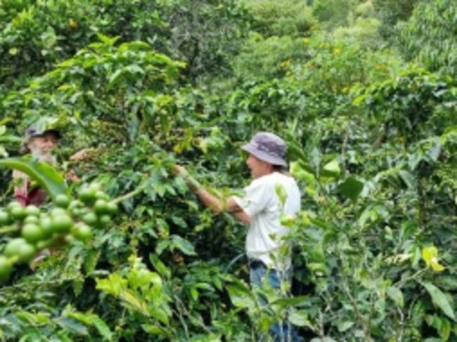 Producción de café en Guateque