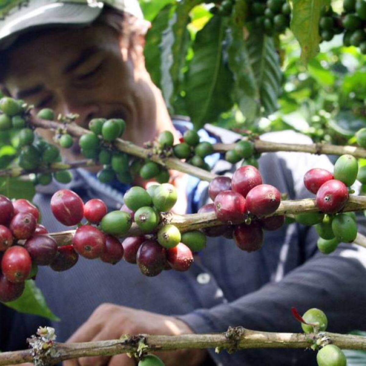 Senador risaraldense alerta a caficultores por propuesta de la Reforma Agraria