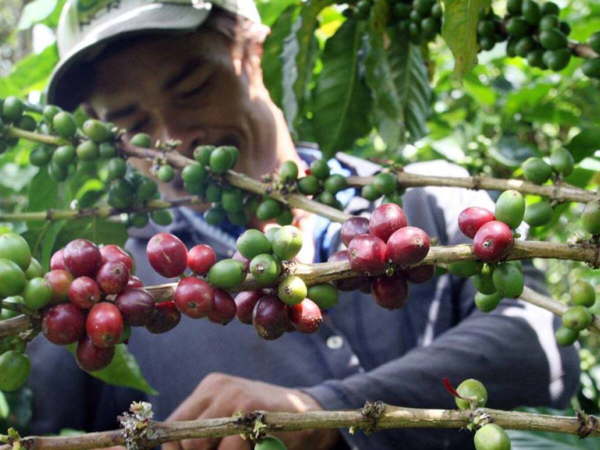 Senador risaraldense alerta a caficultores por propuesta de la Reforma Agraria