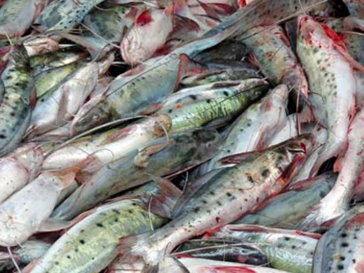 El consumo de pez mota está prohibido en Colombia desde 2017. Foto Relacionada 