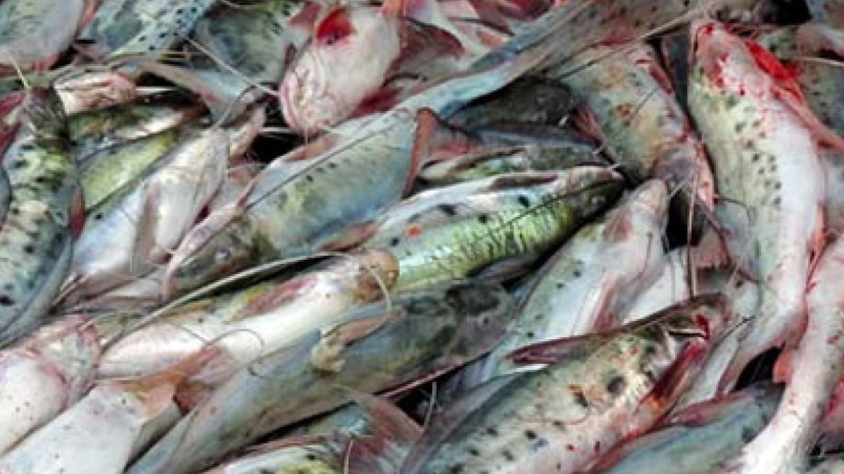 Advierten sobre la venta de pez mota como “capaz” en Pitalito durante Semana Santa