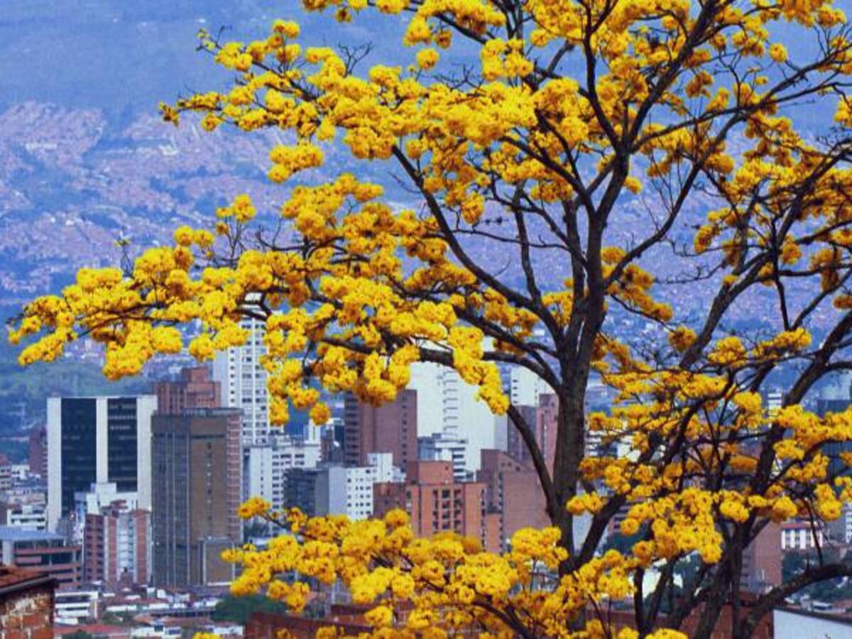 En riesgo de ser talados 5.347 árboles en Bogotá