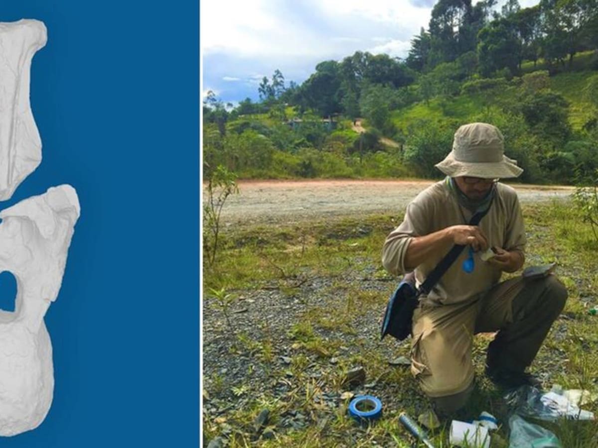 Nueva especie de dinosaurio fue nombrada como homenaje al Acuerdo de Paz