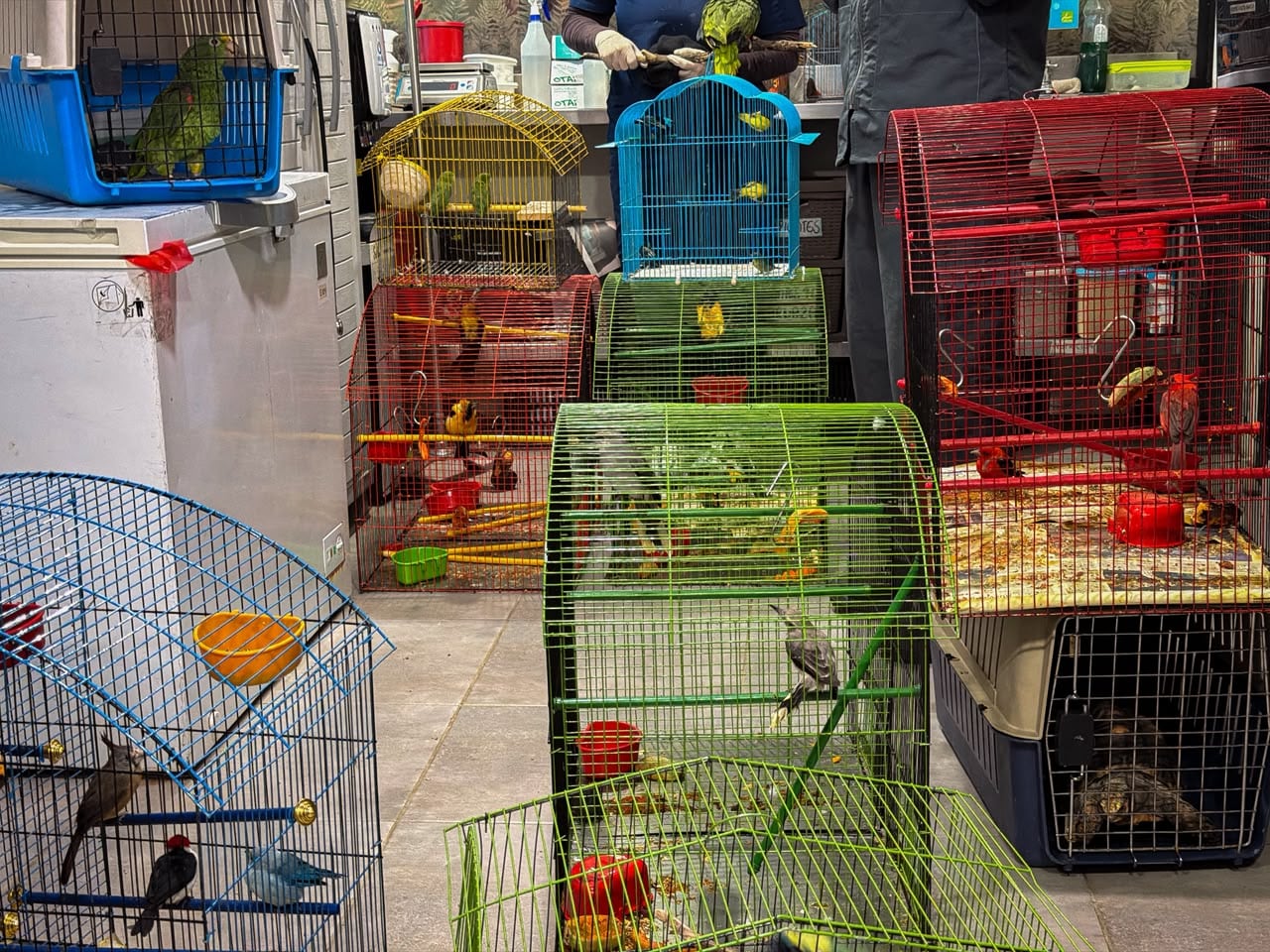 Rescate de animales que estaban en cautiverio en Medellín. Cortesía: Área Metropolitana del Valle de Aburrá.