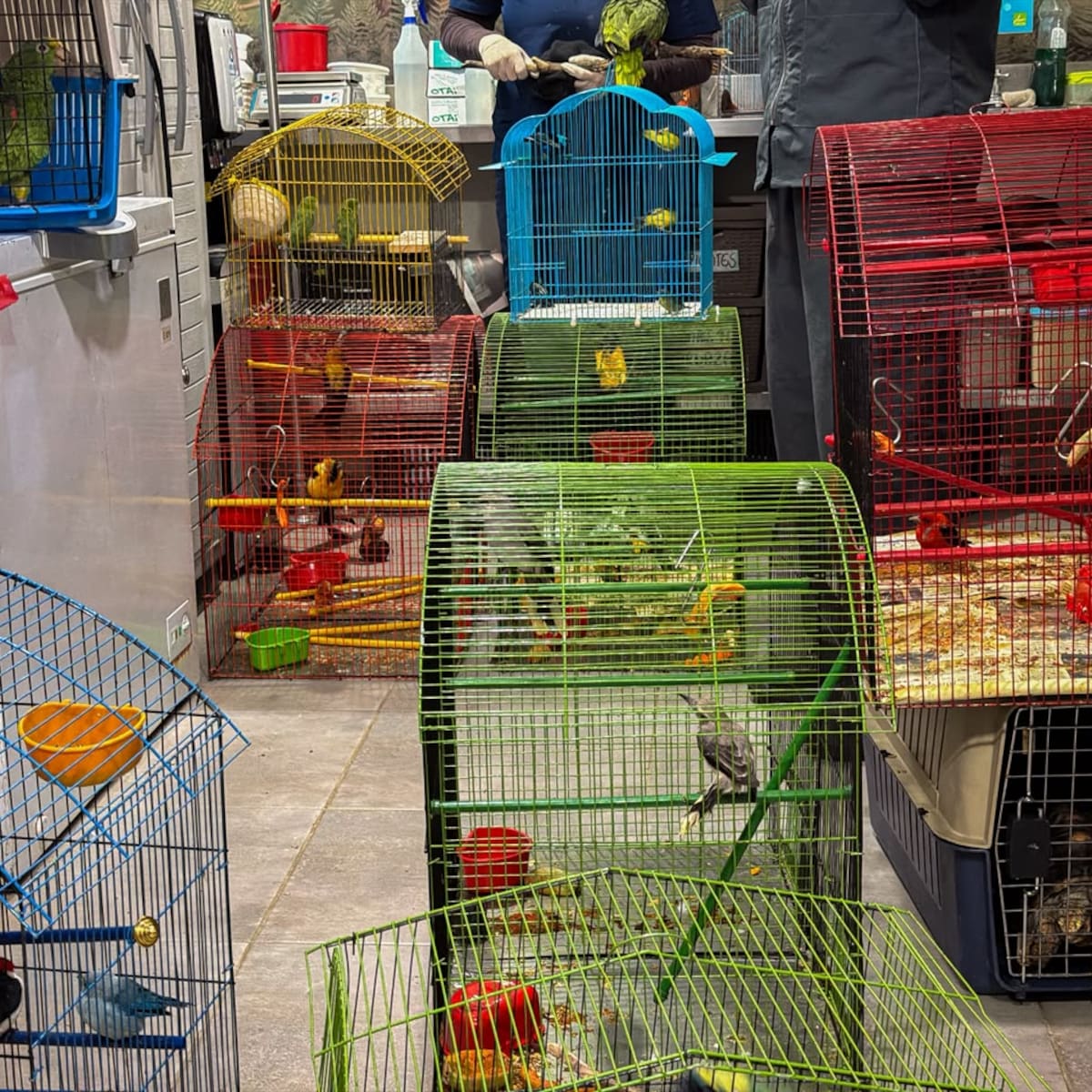 Rescataron más de 30 animales silvestres que estaban en cautiverio en Medellín
