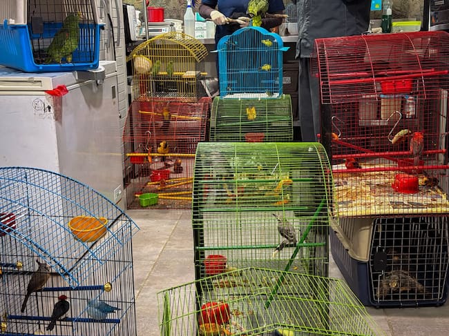 Rescate de animales que estaban en cautiverio en Medellín. Cortesía: Área Metropolitana del Valle de Aburrá.