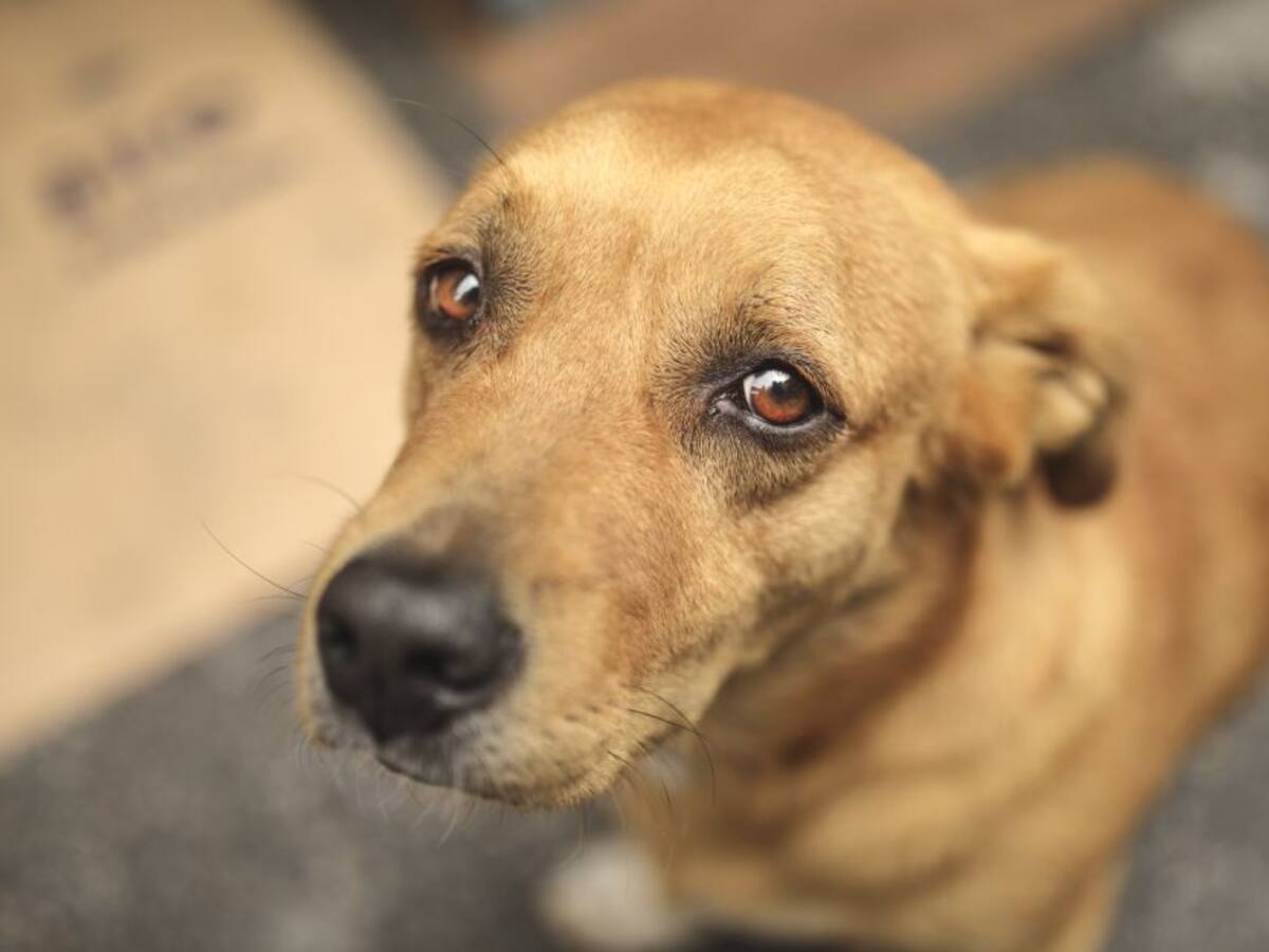 Cuatro soldados judicializados por muerte de canina