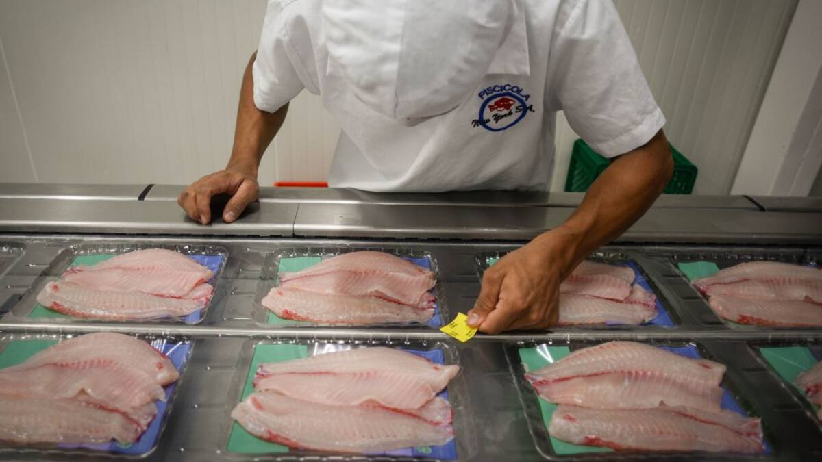 Así se conoce un pescado de óptima calidad