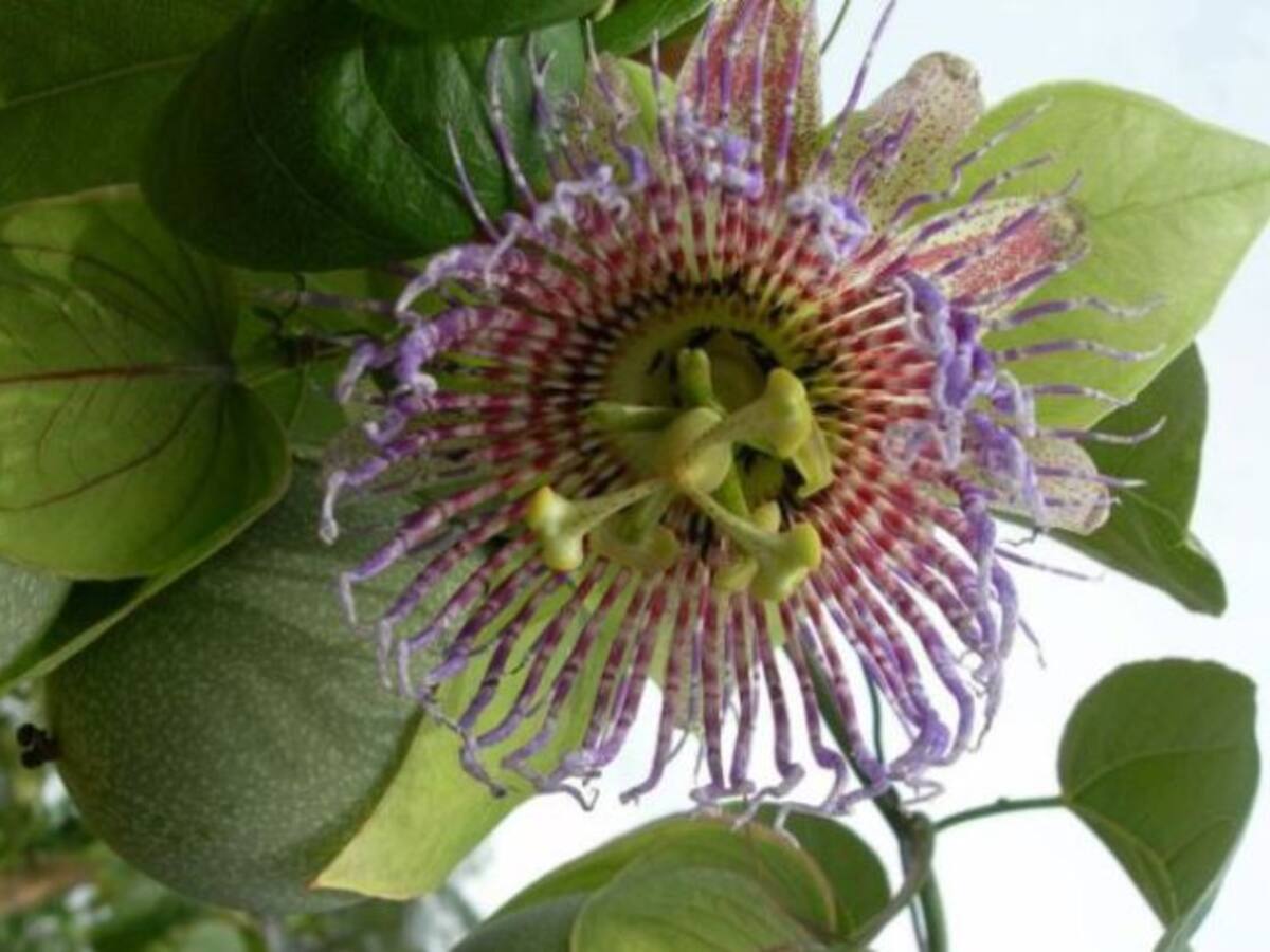 La cholupa, fruta exótica que usted debe consumir