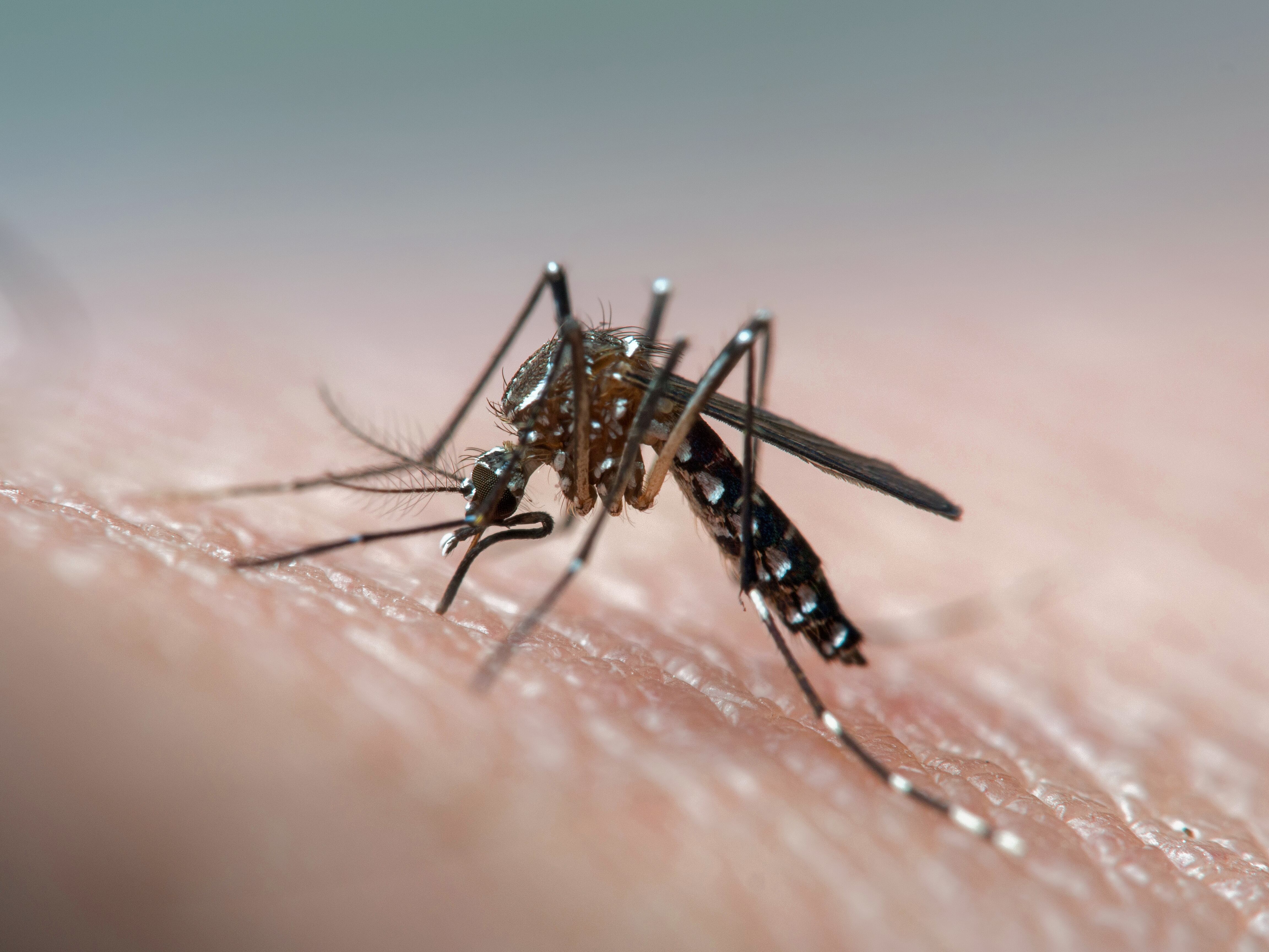 Mosquito del dengue | Foto: GettyImages