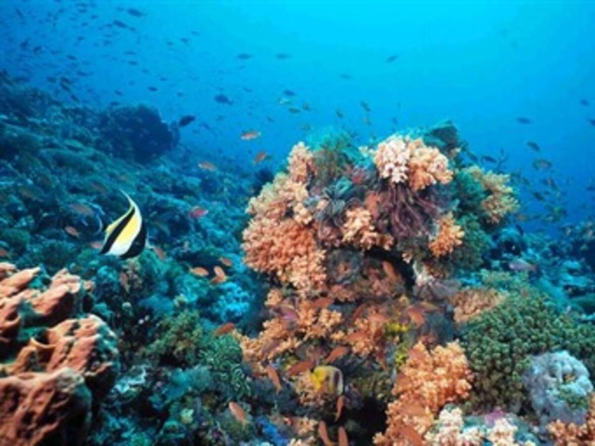 Todo por explorar en biodiversidad en San Andrés Islas
