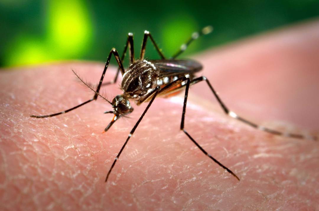 Mosquito transmisor del Dengue- Foto Cortesía BBC