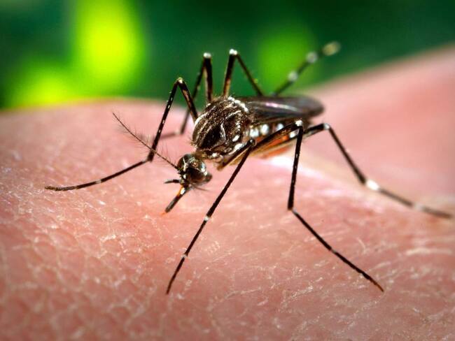 Mosquito transmisor del Dengue- Foto Cortesía BBC