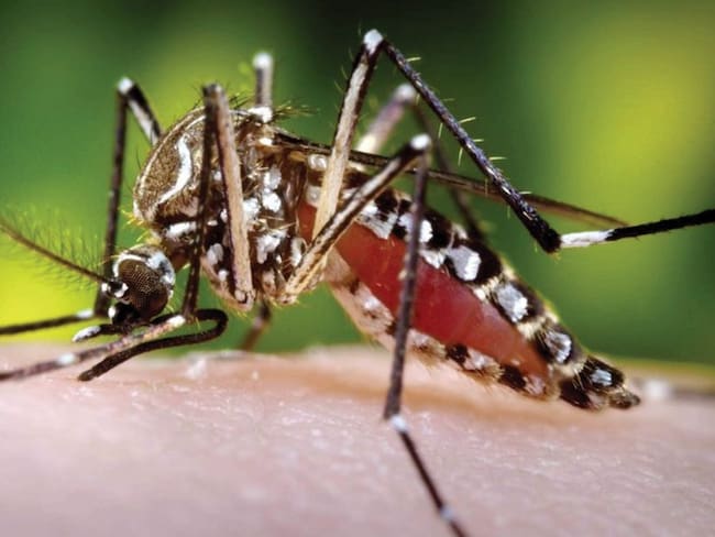 Por aumento de dengue, Alcaldía de Turbaco pide acatar recomendaciones